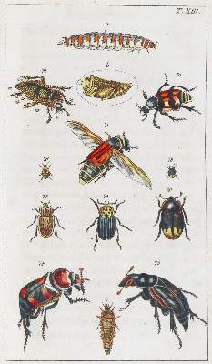 Bild Nr.3: 139-1607 Wilhelm,G.T.: (Zoologie, Insekten)