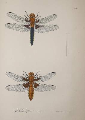 Bild Nr.3: 139-1610 Charpentier,T.v.: (Zoologie, Libellen)