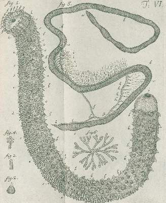 Bild Nr.2: 139-1611 Leske,N.G.: (Zoologie, Meerestiere)