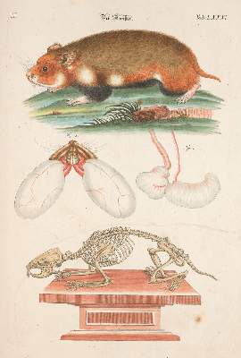 Bild Nr.6: 139-1612 Meyer,J.D.: (Zoologie)