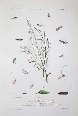 Bild Nr.4: 139-1613 Milliere,P.: (Zoologie)