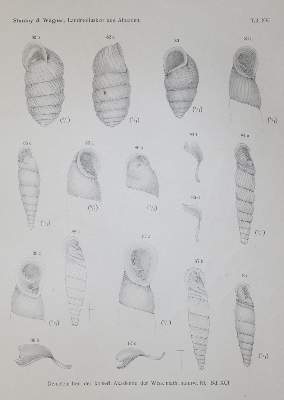 Bild Nr.2: 139-1614 Sammlung: (Zoologie, Mollusken)