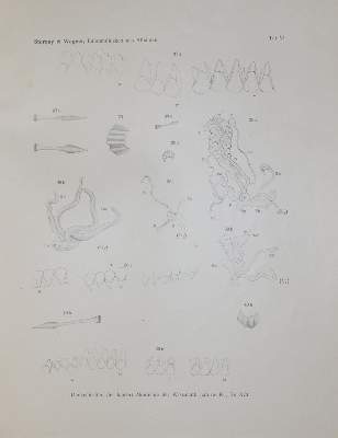 Bild Nr.3: 139-1614 Sammlung: (Zoologie, Mollusken)