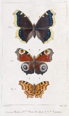 Bild Nr.1: 139-1619 Godart,J. u. P.Duponchel.: (Zoologie, Schmetterlinge)