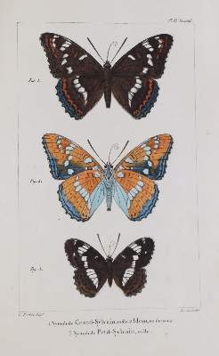 Bild Nr.4: 139-1619 Godart,J. u. P.Duponchel.: (Zoologie, Schmetterlinge)
