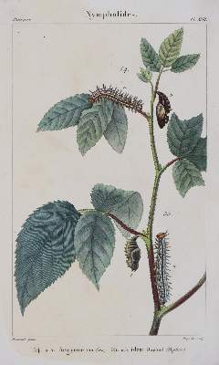 Bild Nr.5: 139-1619 Godart,J. u. P.Duponchel.: (Zoologie, Schmetterlinge)