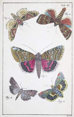 Bild Nr.1: 139-1623 Schott,J.J.: (Zoologie, Schmetterlinge)