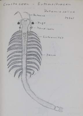 Bild Nr.1: 139-1626 Urzeitkrebse.: (Zoologie)
