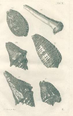 Bild Nr.3: 139-1627 Valentyn,F.: (Zoologie)