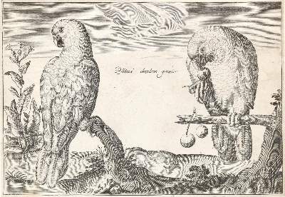 Bild Nr.1: 139-1628 Briot, Marie.: (Zoologie, Vögel)