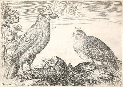 Bild Nr.2: 139-1628 Briot, Marie.: (Zoologie, Vögel)