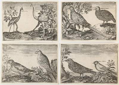 Bild Nr.5: 139-1628 Briot, Marie.: (Zoologie, Vögel)