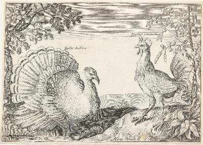 Bild Nr.6: 139-1628 Briot, Marie.: (Zoologie, Vögel)