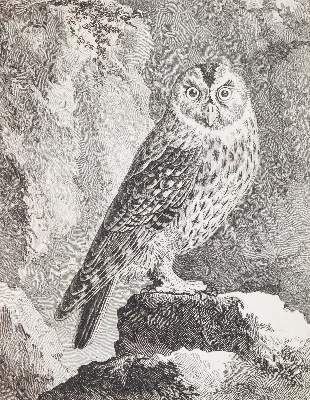 Bild Nr.2: 139-1629 (Buffon,G.L.L.de).: (Zoologie, Vögel)