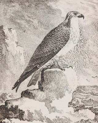 Bild Nr.3: 139-1629 (Buffon,G.L.L.de).: (Zoologie, Vögel)