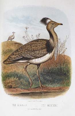 Bild Nr.1: 139-1631 Jones,T.R.: (Zoologie, Vögel)