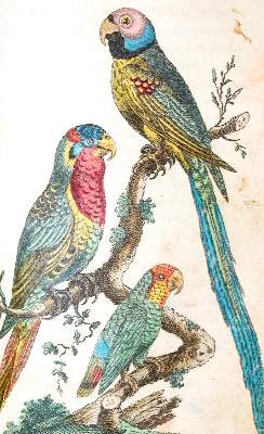 Bild Nr.1: 139-1635 (Wilhelm,G.T.).: (Zoologie, Vögel)