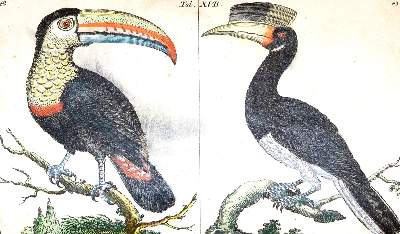 Bild Nr.2: 139-1635 (Wilhelm,G.T.).: (Zoologie, Vögel)