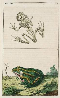 Bild Nr.1: 139-1636 (Wilhelm,G.T.).: (Zoologie)