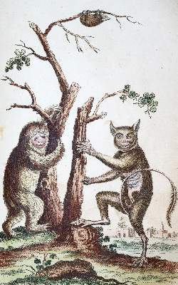 Bild Nr.1: 139-1637 Wilhelm,G.T.: (Zoologie)