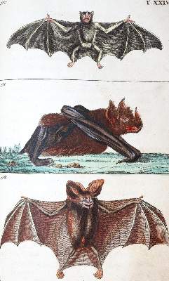 Bild Nr.2: 139-1637 Wilhelm,G.T.: (Zoologie)