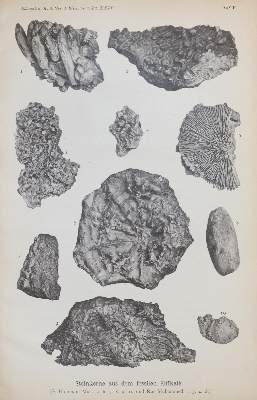 Bild Nr.2: 139-1701 Walther,J.: (Verschiedene Gebiete - Varia, Geologie - Mineralogie u. Paläontologie)
