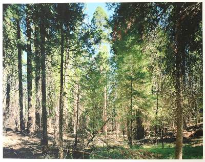 Bild Nr.1: 139-2790 Struth, Thomas: (Photographie)