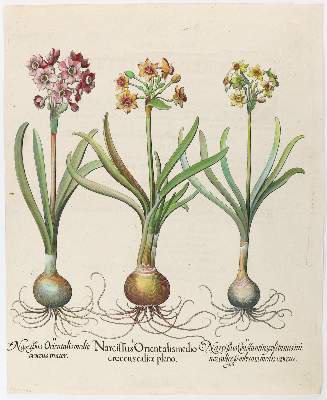Bild Nr.1: 139-2812 Narzisse, Muschelblume u. Türk. Drachenkopf.: (Varia, Botanik, Besler)