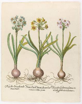 Bild Nr.2: 139-2812 Narzisse, Muschelblume u. Türk. Drachenkopf.: (Varia, Botanik, Besler)