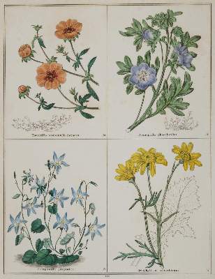 Bild Nr.1: 139-2813 Blumen.: (Varia, Botanik)