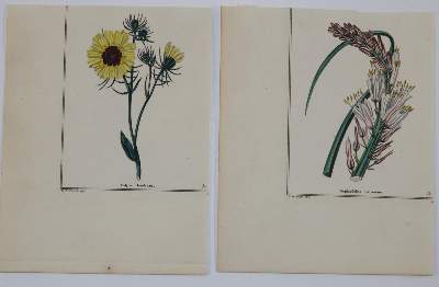 Bild Nr.2: 139-2813 Blumen.: (Varia, Botanik)