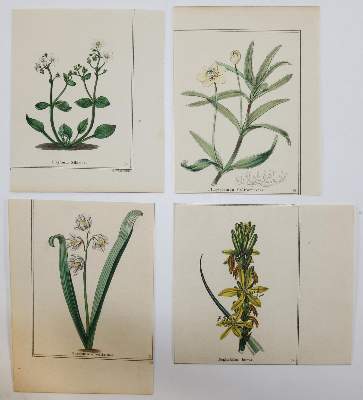 Bild Nr.3: 139-2813 Blumen.: (Varia, Botanik)