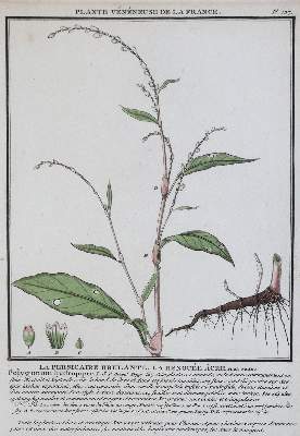 Bild Nr.1: 139-2814 Bulliard,P.: (Varia, Botanik)