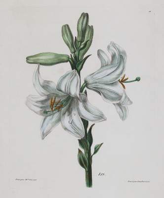 Bild Nr.2: 139-2816 Iris.: (Varia, Botanik)