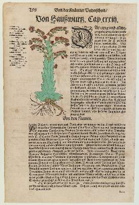 Bild Nr.2: 139-2817 Kräuterbuch.: (Varia, Botanik)