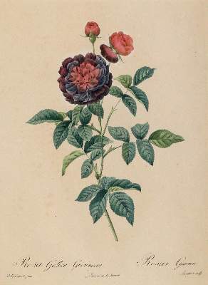 Bild Nr.2: 139-2819 Redouté, P.J.: (Varia, Botanik)