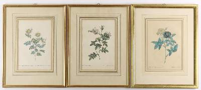 Bild Nr.3: 139-2820 Rosen.: (Varia, Botanik, Redouté)
