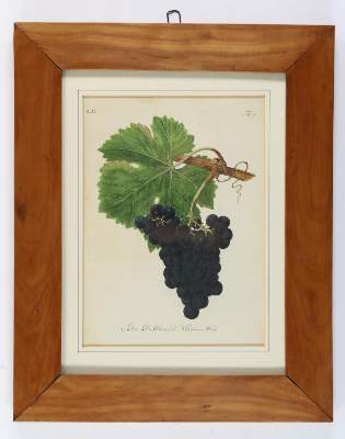 Bild Nr.5: 139-2820 Rosen.: (Varia, Botanik, Redouté)