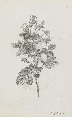 Bild Nr.1: 139-2821 D'Albert-Durade, François: (Varia, Botanik, Rose)