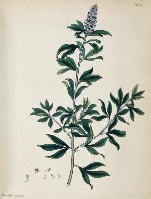 Bild Nr.2: 139-2822 Sammlung: (Varia, Botanik)