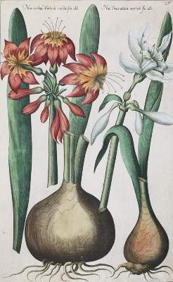 Bild Nr.2: 139-2823 Sammlung: (Varia, Botanik)