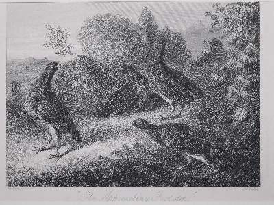 Bild Nr.1: 139-2825 Dekorative Graphik.: (Varia)