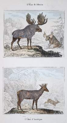 Bild Nr.2: 139-2825 Dekorative Graphik.: (Varia)
