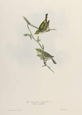 Bild Nr.1: 139-2896 Gould.: (Varia, Vögel)