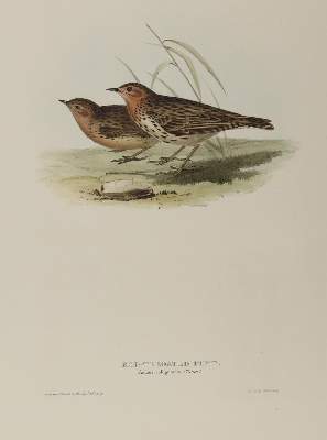 Bild Nr.2: 139-2896 Gould.: (Varia, Vögel)