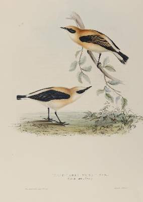 Bild Nr.3: 139-2896 Gould.: (Varia, Vögel)