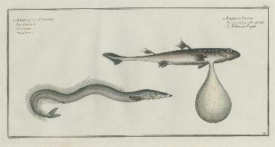 Bild Nr.3: 139-2899 Bloch,M:E.: (Varia, Zoologie, Fische)