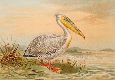 Bild Nr.1: 139-2901 Naumann,J.F.: (Varia, Zoologie)
