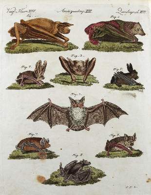 Bild Nr.2: 139-2903 Tiere.: (Varia, Zoologie)