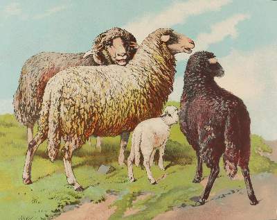 Bild Nr.3: 139-2903 Tiere.: (Varia, Zoologie)